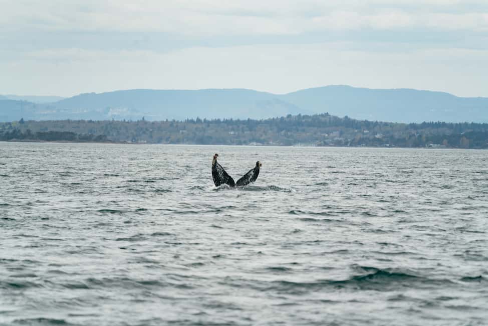 imagem n.9 de Victoria: Aventura de 3 horas de observação de baleias num barco Zodiac atividade em Victoria, Colúmbia Britânica, carregada pelo fornecedor