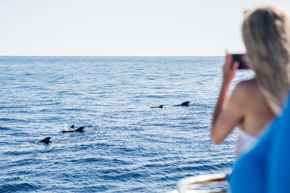 billede nr.29 af aktiviteten Adeje: Hval- og delfinsafari med frokost og svømmetur i Costa Adeje, uploadet af udbyder