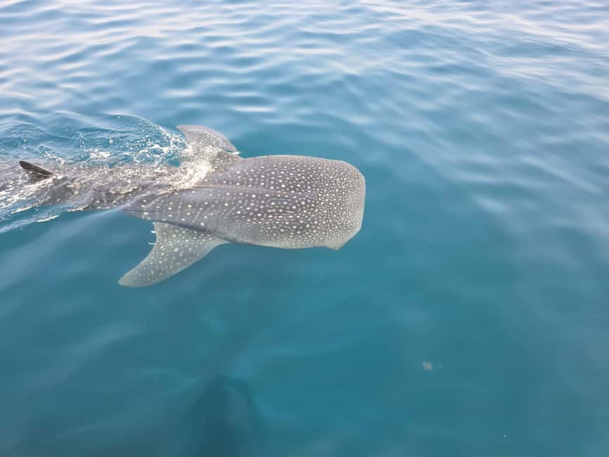 Immagine nº 27 di Isola di Daymaniyat: tour di snorkeling con pranzo gustoso attività a Seeb, caricata dal fornitore