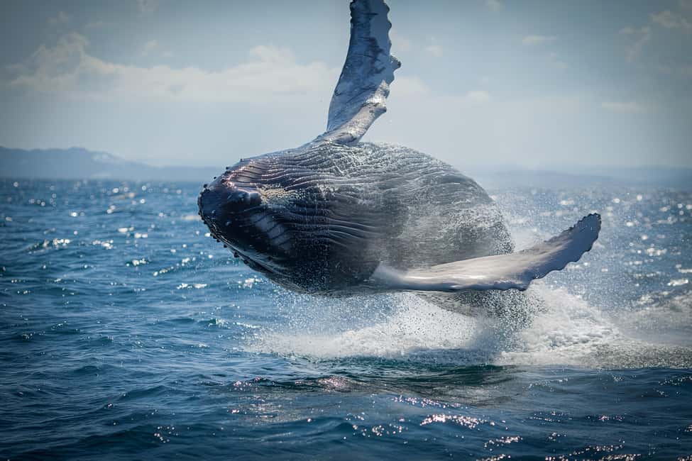 image n.14 of Noosa: Humpback Whale Watching Tour activity in Noosa Heads, uploaded by supplier