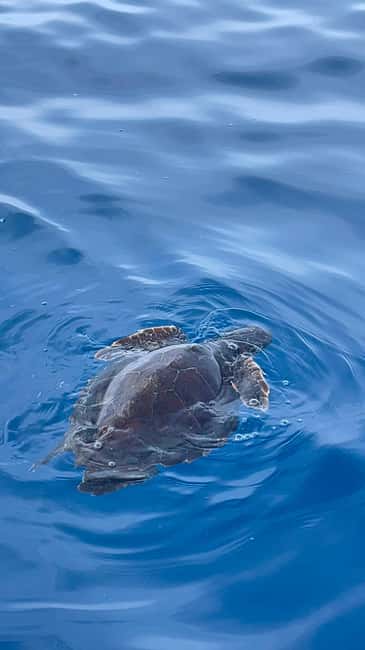 image n.1 of boat tour exploring and searching for dolphins in Acitrezza activity in Sicily, uploaded by supplier