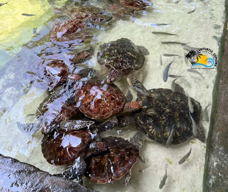 image n.11 of Nungwi: Swimming with Turtles at The Lagoons Zanzibar activity in Zanzibar City, uploaded by supplier