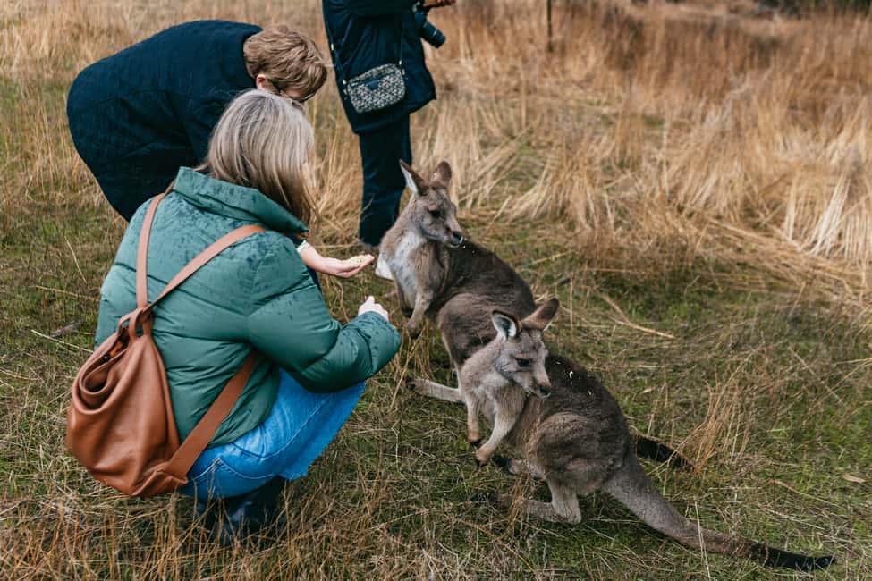 image n.5 of Bonorong Wildlife Sanctuary Half-Day Tour from Hobart activity in Hobart, uploaded by supplier