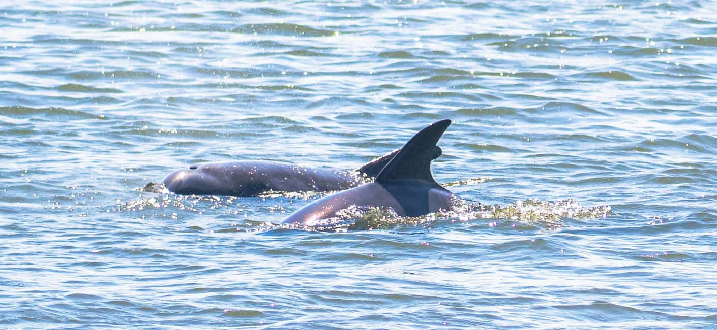 bilde nr.5 av St. Augustine: Ekspertledet øko-eventyr med delfiner og dyreliv aktivitet i Jacksonville, lastet opp av leverandør