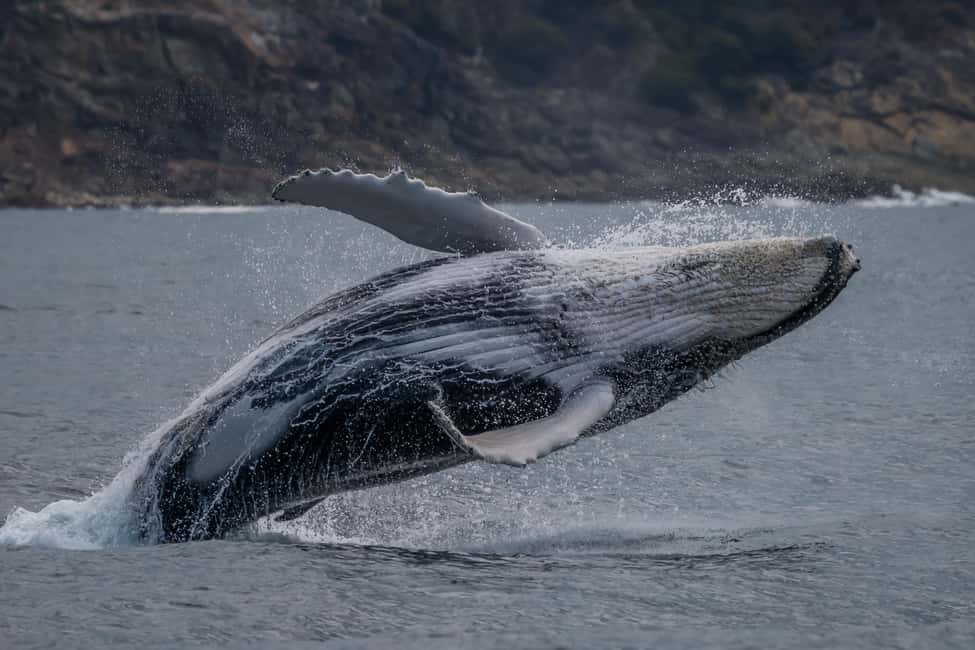 image n.6 of Noosa; Noosa Thriller Whale Watching activity in Noosaville, uploaded by supplier