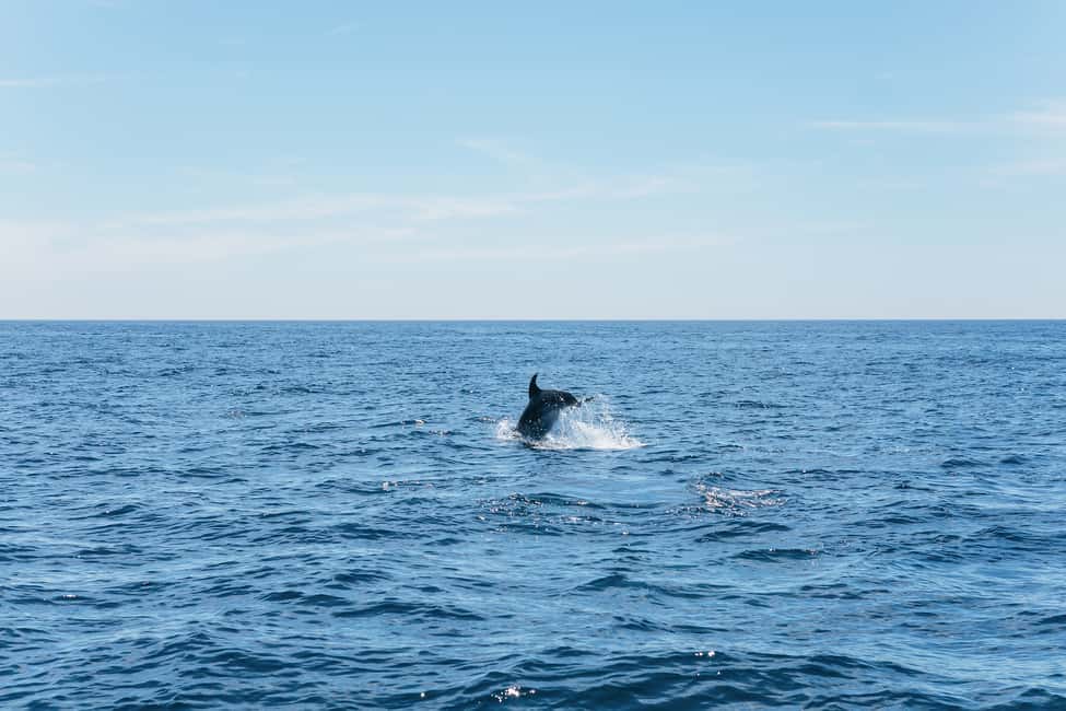 image n.5 of Albufeira: 2.5-Hour Benagil Caves & Dolphin Watching activity in Benagil, uploaded by supplier
