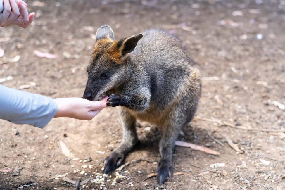 image n.2 of Sydney: Blue Mountains Tour with Wildlife Park & Waterfalls activity in Sydney, uploaded by supplier