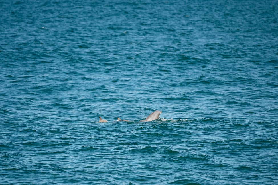 imagen n.º 14 de Cape May: tour de avistamiento de ballenas y delfines en la costa de Jersey actividad en Cape May, subida por el proveedor