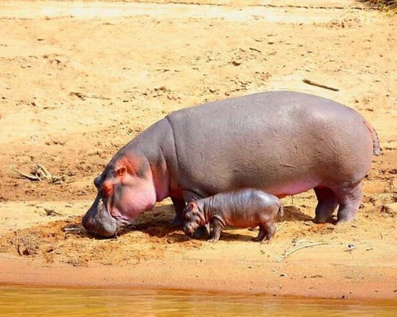 image n.27 of 2-Days Wildlife Safari to Tsavo East & Tsavo West Park activity in Coast Province, uploaded by supplier