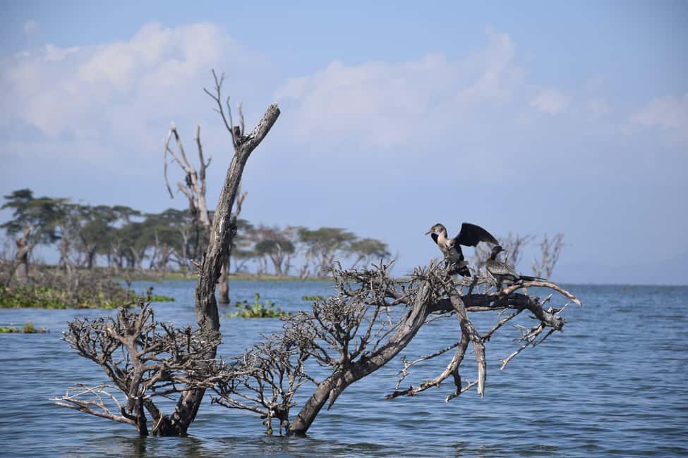image n.15 of Discover Aberdare National Park and Lake Naivasha (2 days) activity in Central Kenya, uploaded by supplier