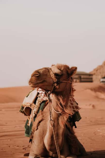 image n.30 of From Amman:Petra, Wadi Rum, and Dead Sea Private 2-Days Trip activity in Capital Governorate Amman, uploaded by supplier
