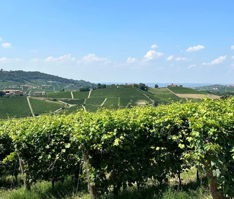 billede nr.7 af aktiviteten Monforte d'Alba: Barolo-smagning, vingårds- og kælderbesøg i Monforte d'Alba, uploadet af udbyder