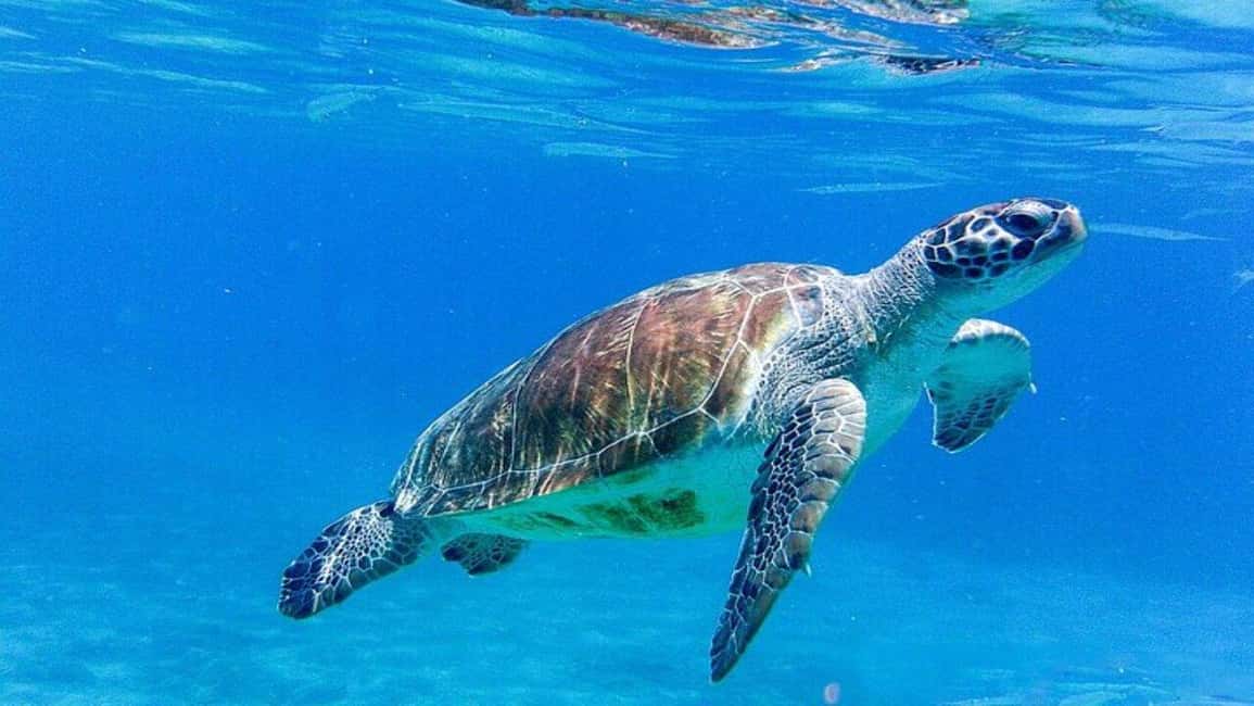 afbeelding n.1 van Willemstad: zwemmen met schildpadden en strandhoppen activiteit in Curaçao, geüpload door aanbieder