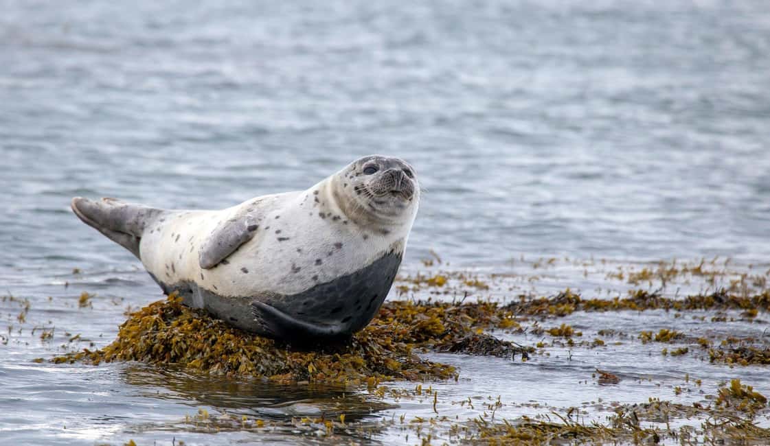 Immagine nº 7 di Reykjavik: Escursione di un giorno a Snæfellsnes con la grotta lavica di Vatnshellir attività a Vesturland, caricata dal fornitore