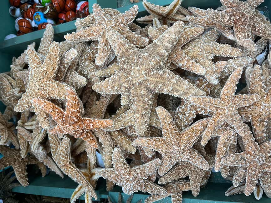 imagen n.º 5 de Desde Miami Excursión de un día a Cayo Hueso con narración actividad en Cayo Hueso, subida por el proveedor