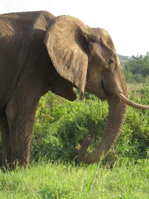 image n.8 of Mombasa: Tsavo East National Park Day Trip with Lunch activity in Coast Province, uploaded by supplier