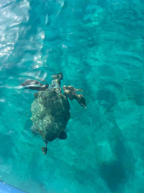 image n.20 of Zakynthos: Laganas Bay, Myzithres & Turtles Speedboat Tour activity in Kalamaki, uploaded by supplier