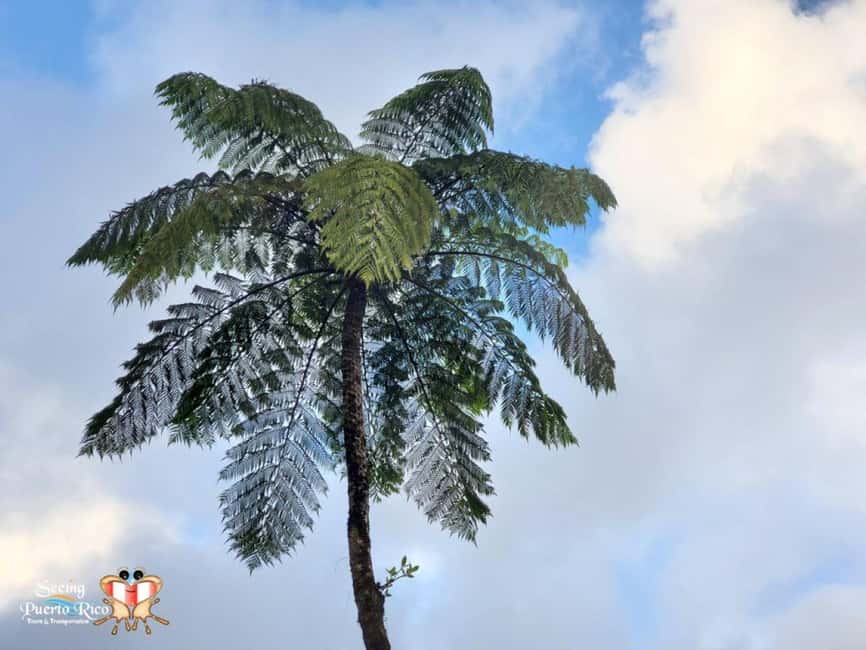 image n.1 of San Juan: Hike to The Clouds & Forest Bathing activity in San Juan, Puerto Rico, uploaded by supplier
