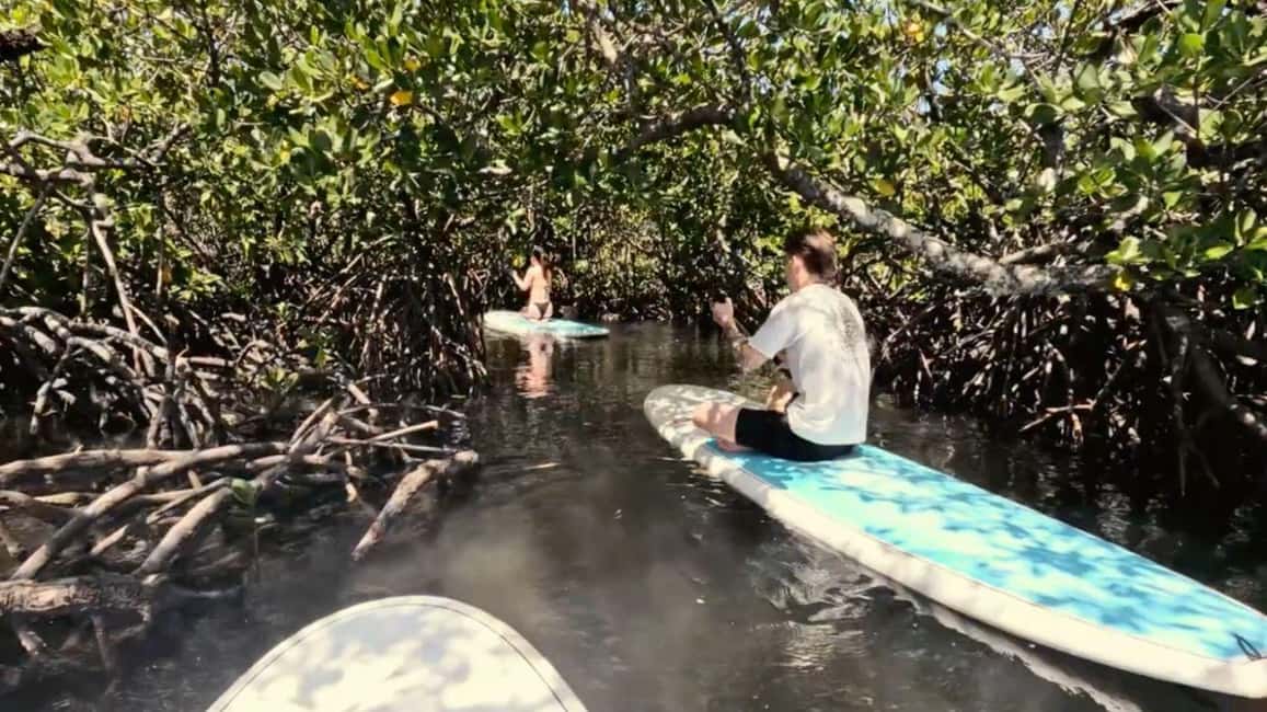 image n.7 of Noosa Stand Up Paddle & Mangrove Tunnel Tour (Self Guided) activity in Noosaville, uploaded by supplier