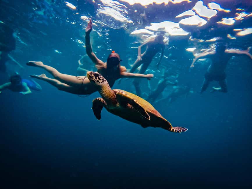 billede nr.14 af aktiviteten Ko Tao: Snorkeltur for senvågnere med frokost og fotos i Thailandbugten, uploadet af udbyder