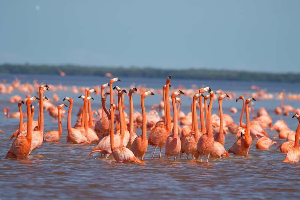 image n.23 of Merida: Celestun Boat Ride Mangrove Experience! Beach Time activity in Celestún, uploaded by supplier