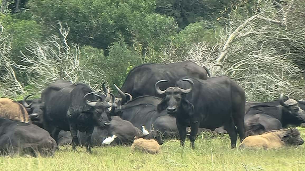 image n.21 of Addo Elephant Park and Kragga Kamma Game Park Combo activity in Gqeberha, uploaded by supplier