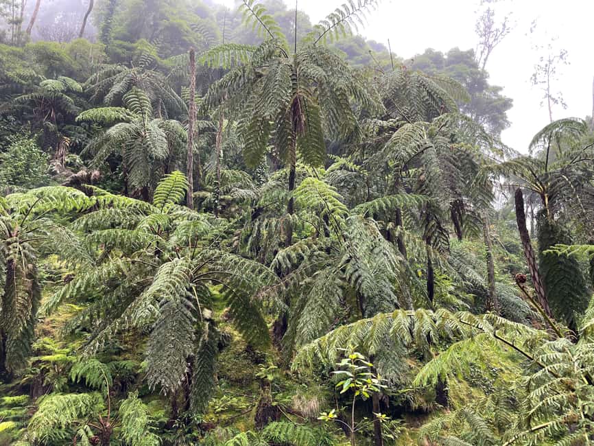 image n.15 of Privat van tour Sete Cidades, Lagoa do Fogo – volcanic lakes activity in Azores, uploaded by supplier