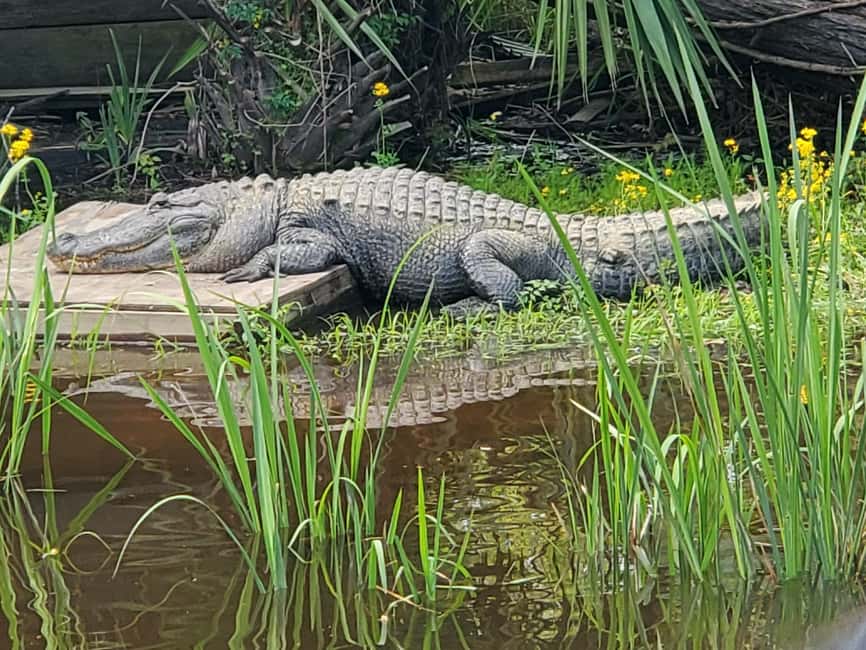 Immagine nº 7 di New Orleans: Oak Alley Plantation -N- Swamp Tour di un giorno intero attività a Vacherie, Louisiana, caricata dal fornitore