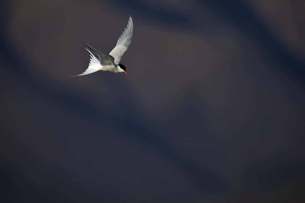 image n.9 of Longyearbyen: Wildlife Safari & Hiking Photography Tour activity in Longyearbyen, uploaded by supplier