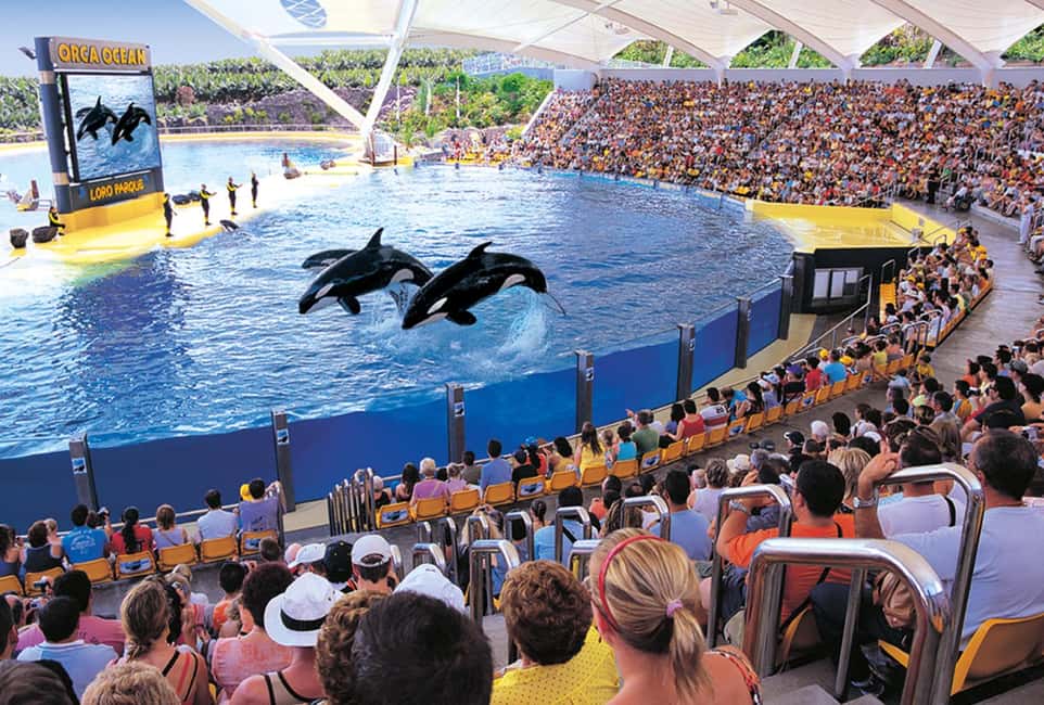 image n.9 of From Gran Canaria: Day Trip to Loro Parque Tenerife activity in Puerto de la Cruz, uploaded by supplier