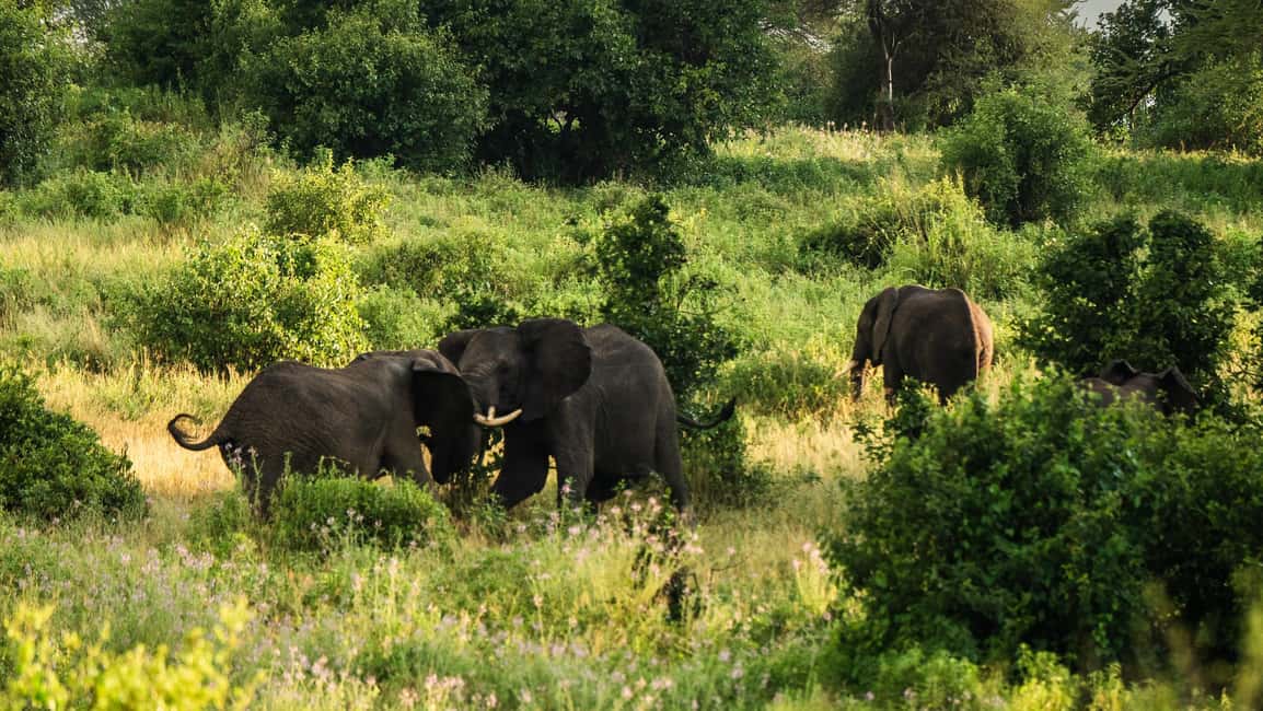 image n.15 of Zanzibar: 3-Day Northern Safari with Flights Included activity in Arusha (Region), uploaded by supplier