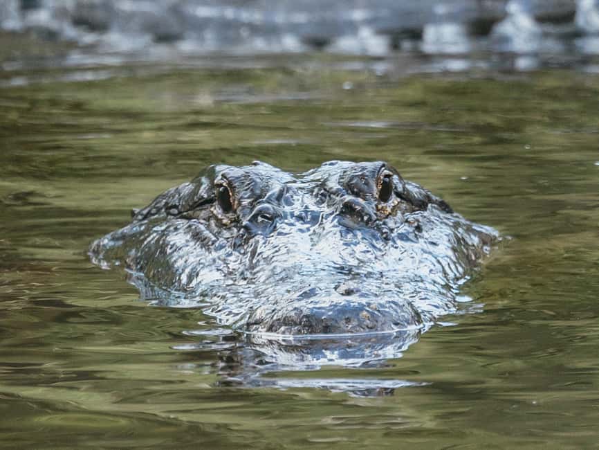 bild n.24 av Orlando: Drive-Thru Safari Park i Wild Florida aktivitet i Florida, uppladdad av leverantör