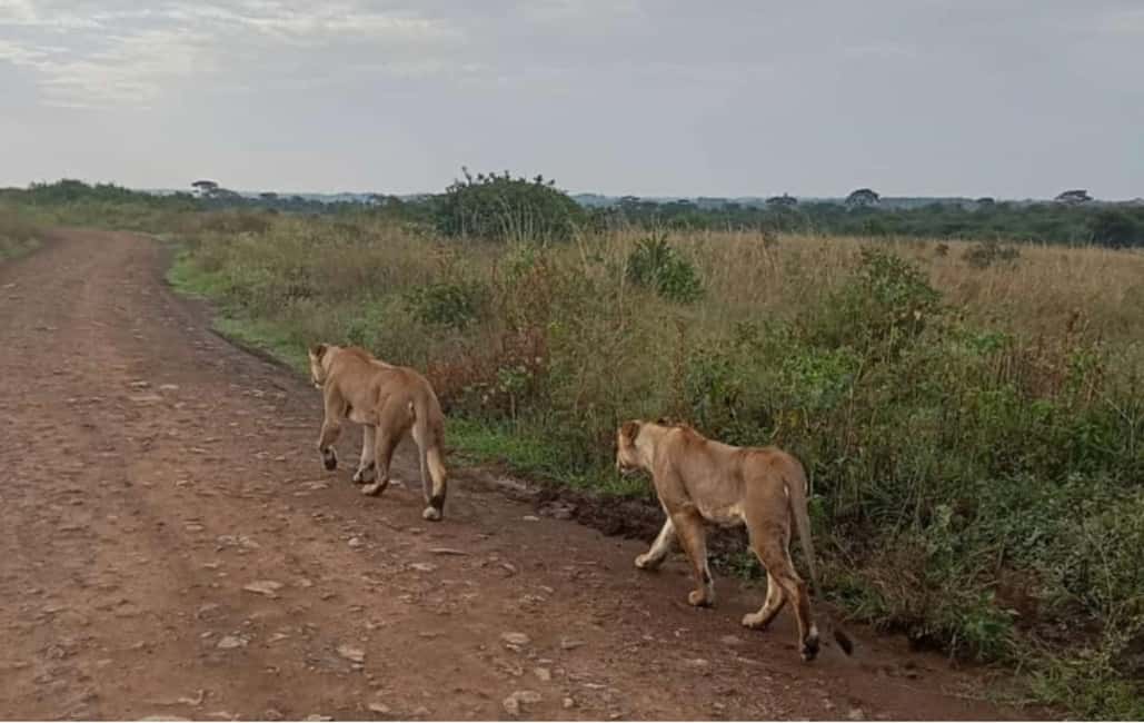 image n.16 of Nairobi National Park, Elephant Orphanage & Giraffe Centre activity in Nairobi, uploaded by supplier