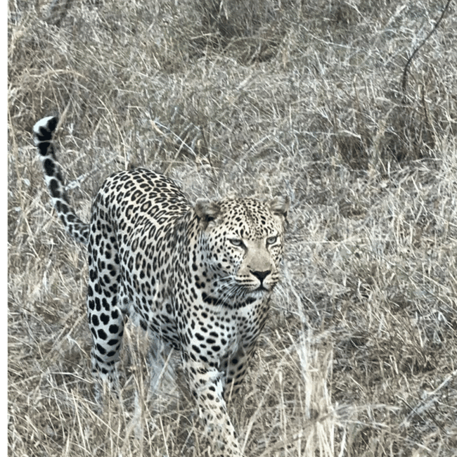 imagem n.2 de De Joanesburgo: Visita guiada ao Santuário das Chitas atividade em Joanesburgo, carregada pelo fornecedor