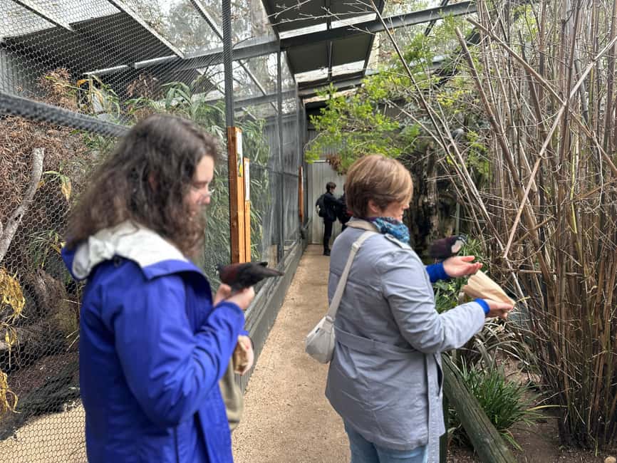 imagen n.º 22 de Desde Adelaida: Abraza a un Koala y Visita Histórica a Hahndorf actividad en Adelaida, subida por el proveedor