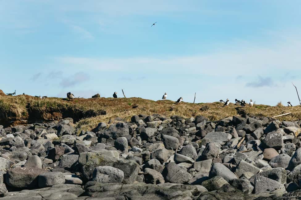 bild nr.5 av Reykjavik: Valskådningstur med RIB-båt aktivitet i Reykjavik, uppladdad av arrangören