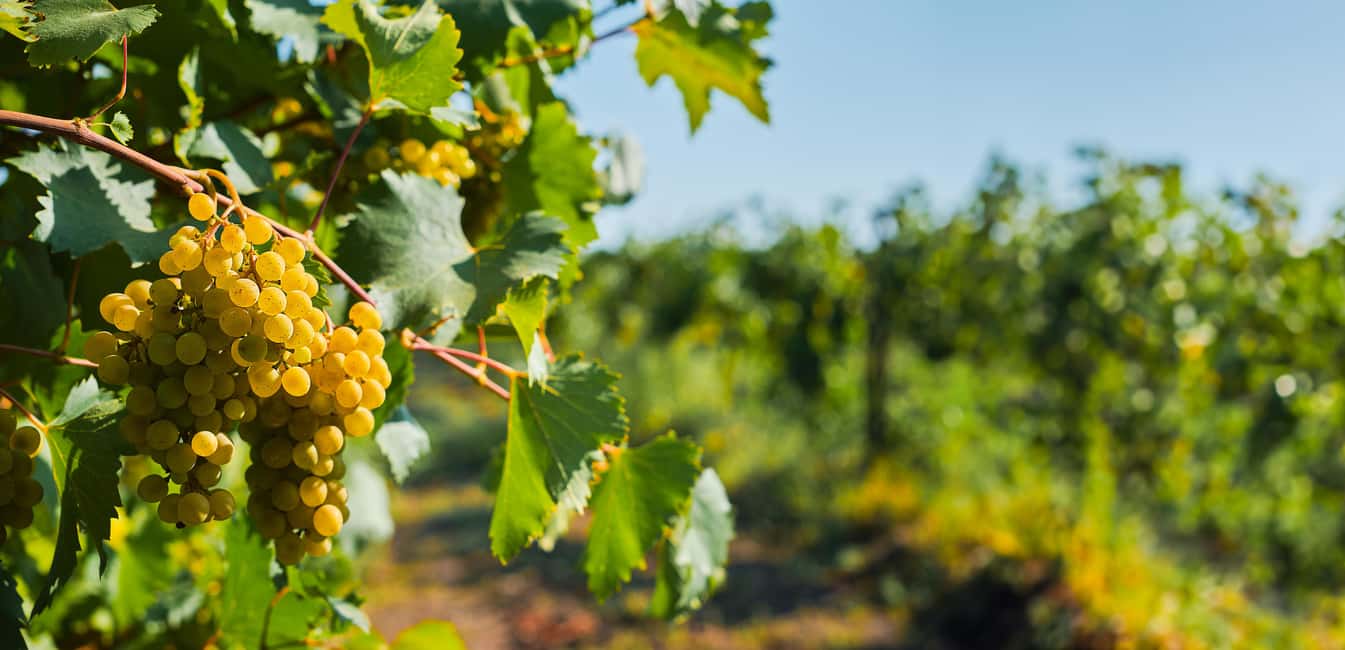 image n.41 of Tbilisi: Kakheti Wine Region Tour with 10 Wine Tastings activity in Sighnaghi, uploaded by supplier