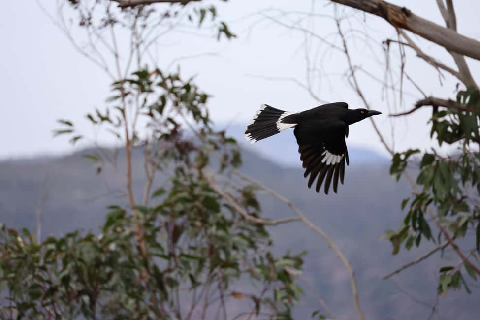 bild nr.14 av Blue Mountains: Skräddarsydd privat dagstur från Sydney aktivitet i Katoomba, uppladdad av arrangören
