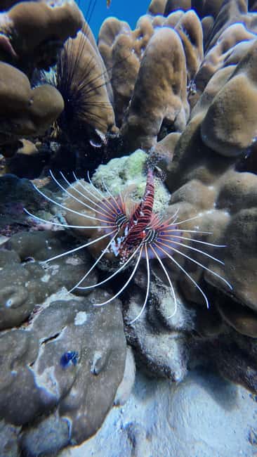 image n.34 of Koh Lipe: Longtail Boat Snorkeling Trip with Lunch activity in Gulf of Thailand, uploaded by supplier