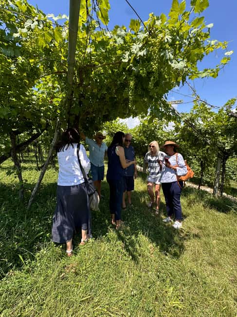Immagine nº 19 di Il tour completo dell'Amarone: 2 cantine, pranzo e approfondimento sull'Amarone attività a Verona, caricata dal fornitore
