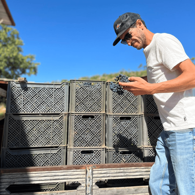 image n.14 of From Albufeira: Full-Day Wine Tasting Tour with a Guide activity in Monchique, uploaded by supplier