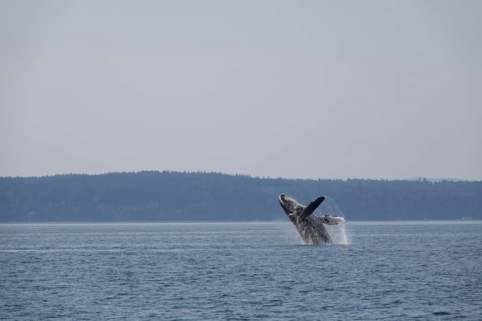 image n.3 of Campbell River: Whale & Wildlife Discovery Cruise activity in British Columbia, uploaded by supplier