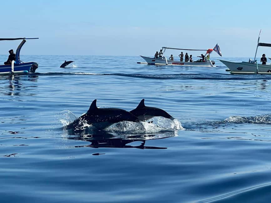 imagem n.3 de Lovina/Bali: Visita de observação de golfinhos, natação e snorkeling atividade em Lovina, carregada pelo fornecedor