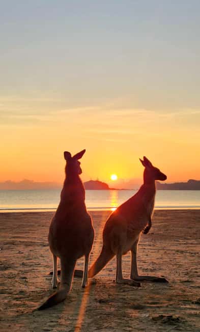 image n.1 of Sunrise with the Kangaroos & Wallabies - Airlie Beach activity in Mackay, uploaded by supplier