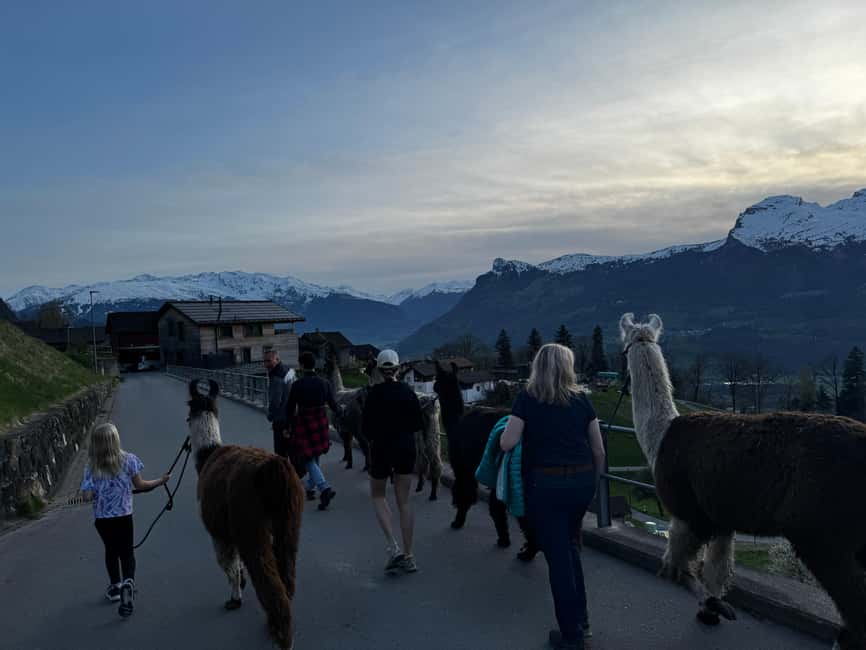Bild Nr. 3 von Triesenberg: Spaziergang mit Lamas in den Bergen Aktivität in Triesenberg, hochgeladen vom Anbieter