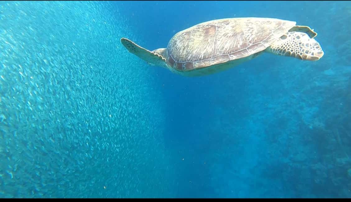 imagem n.10 de Cebu: tubarões-baleia, cataratas de Kawasan e mergulho com snorkel em Sardines Run atividade em Badian, carregada pelo fornecedor