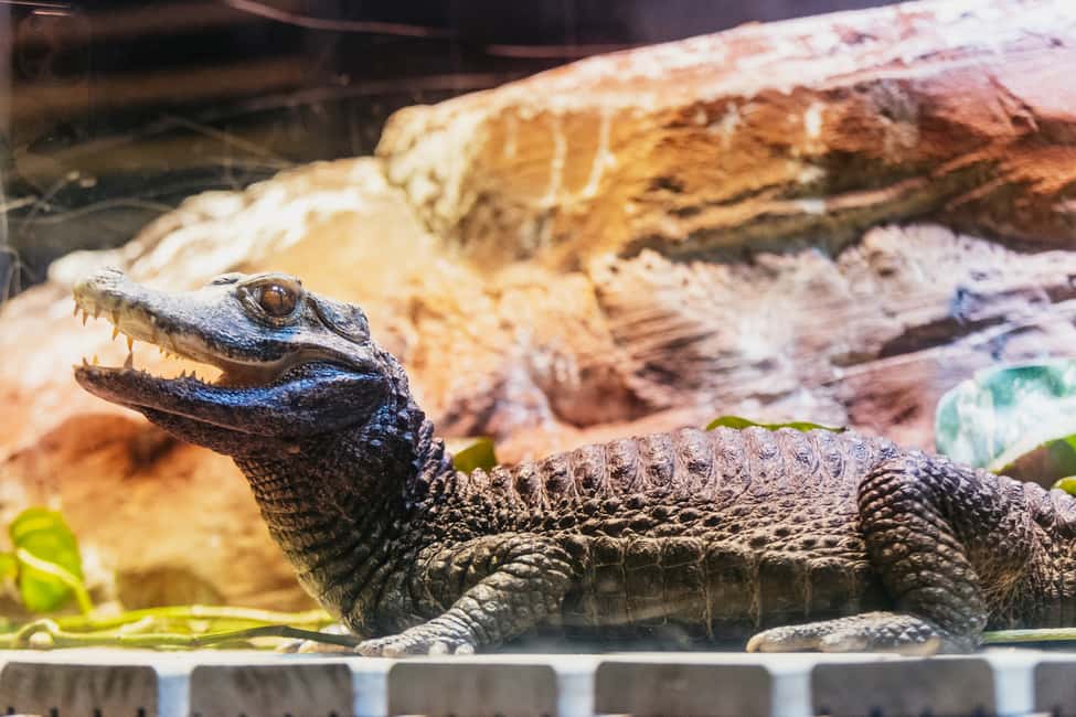 Image N°8 de Gênes : Aquarium de Gênes avec déjeuner activité à Gênes, publiée par le prestataire