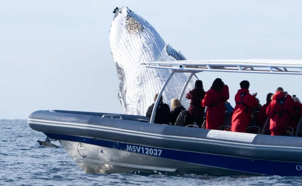 image n.10 of Byron Bay: Whale Watching Cruise with a Marine Biologist activity in New South Wales, uploaded by supplier