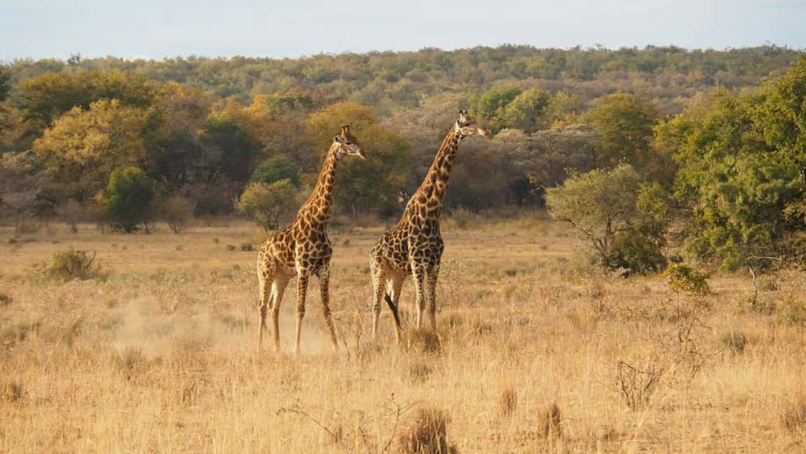 image n.76 of 2-Days Wildlife Safari to Tsavo East & Tsavo West Park activity in Coast Province, uploaded by supplier