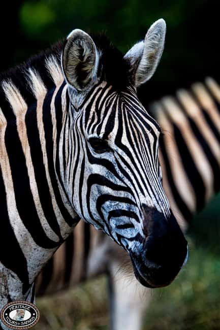 image n.22 of Durban:3 Day Hluhluwe-Imfolozi Park, St Lucia, iSimangaliso activity in Hlabisa, uploaded by supplier